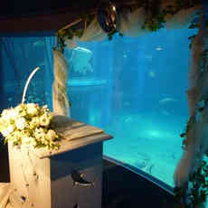 海遊館で結婚式 みんなのウェディング