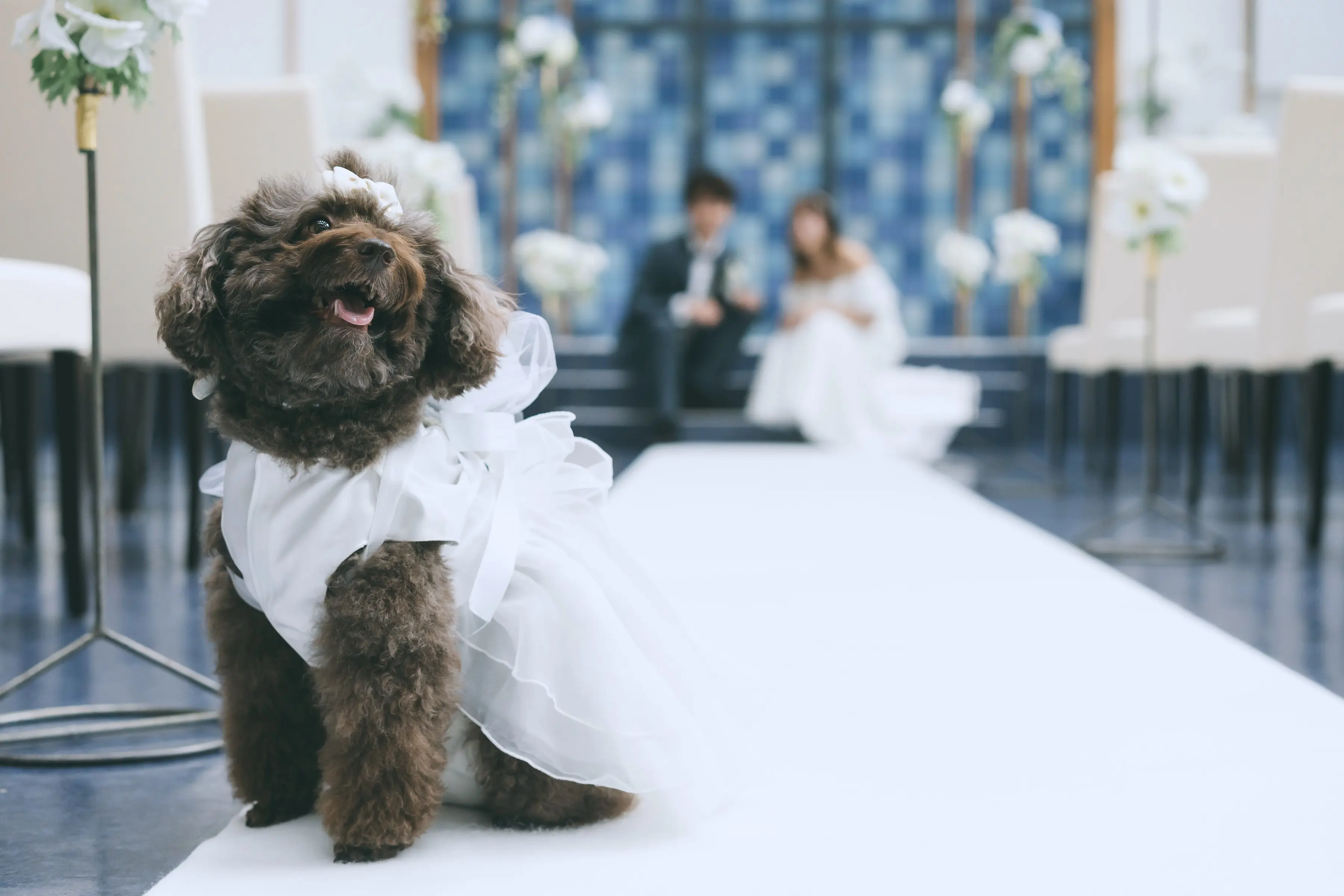 わんちゃんと一緒に叶えるウェディング！　→ペットウェディングプランの詳細はコチラ