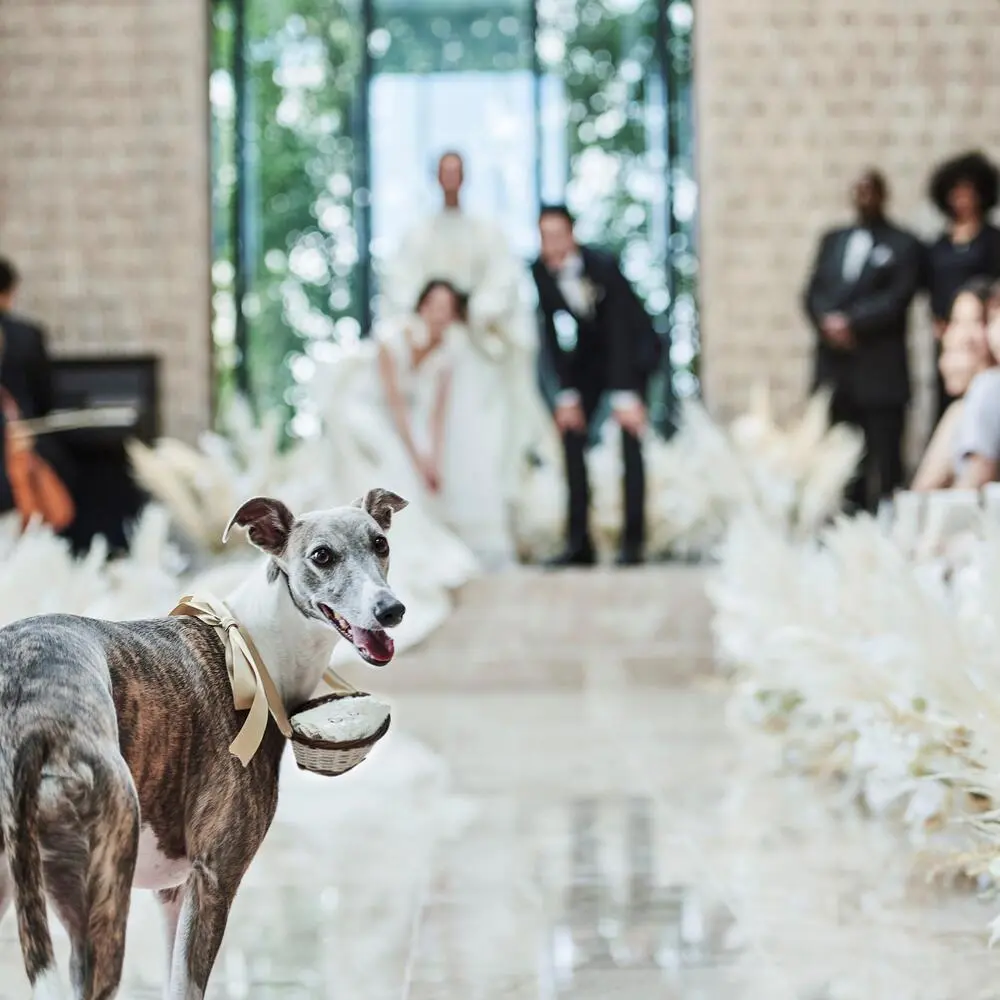 【大切な家族と過ごすペット婚相談会】ご宿泊の２泊３日ずっと一緒に過ごせるLuxuryHotel