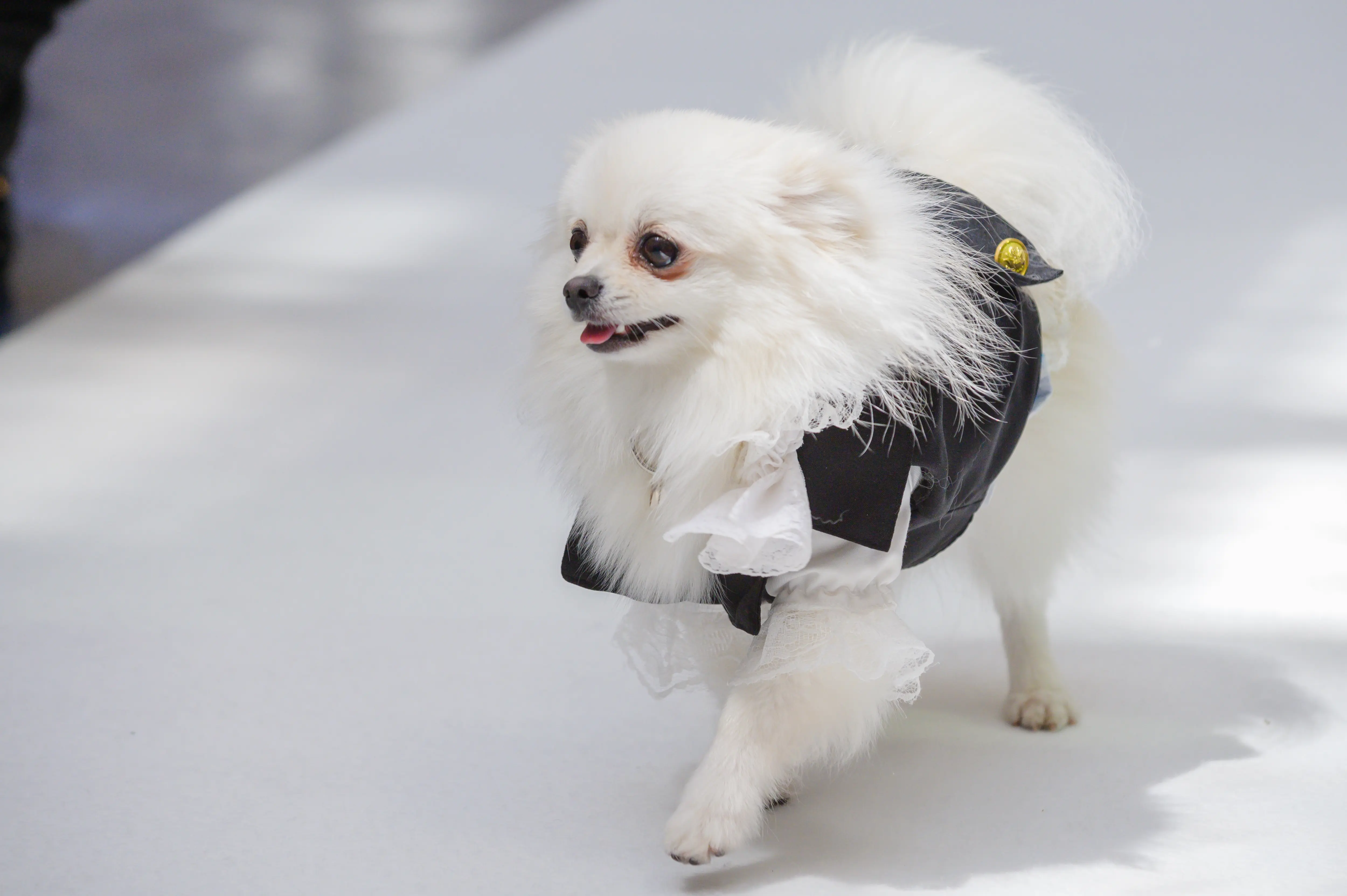 わんちゃんと一緒に叶えるウェディング！　→ペットウェディングプランの詳細はコチラ