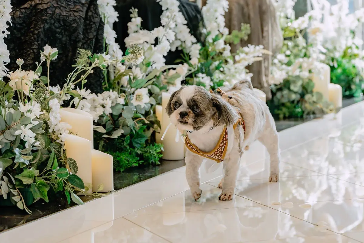 【ドックwithウェディング】森の貸切迎賓館で迎えたパーティーレポート掲載◎→詳細はコチラ