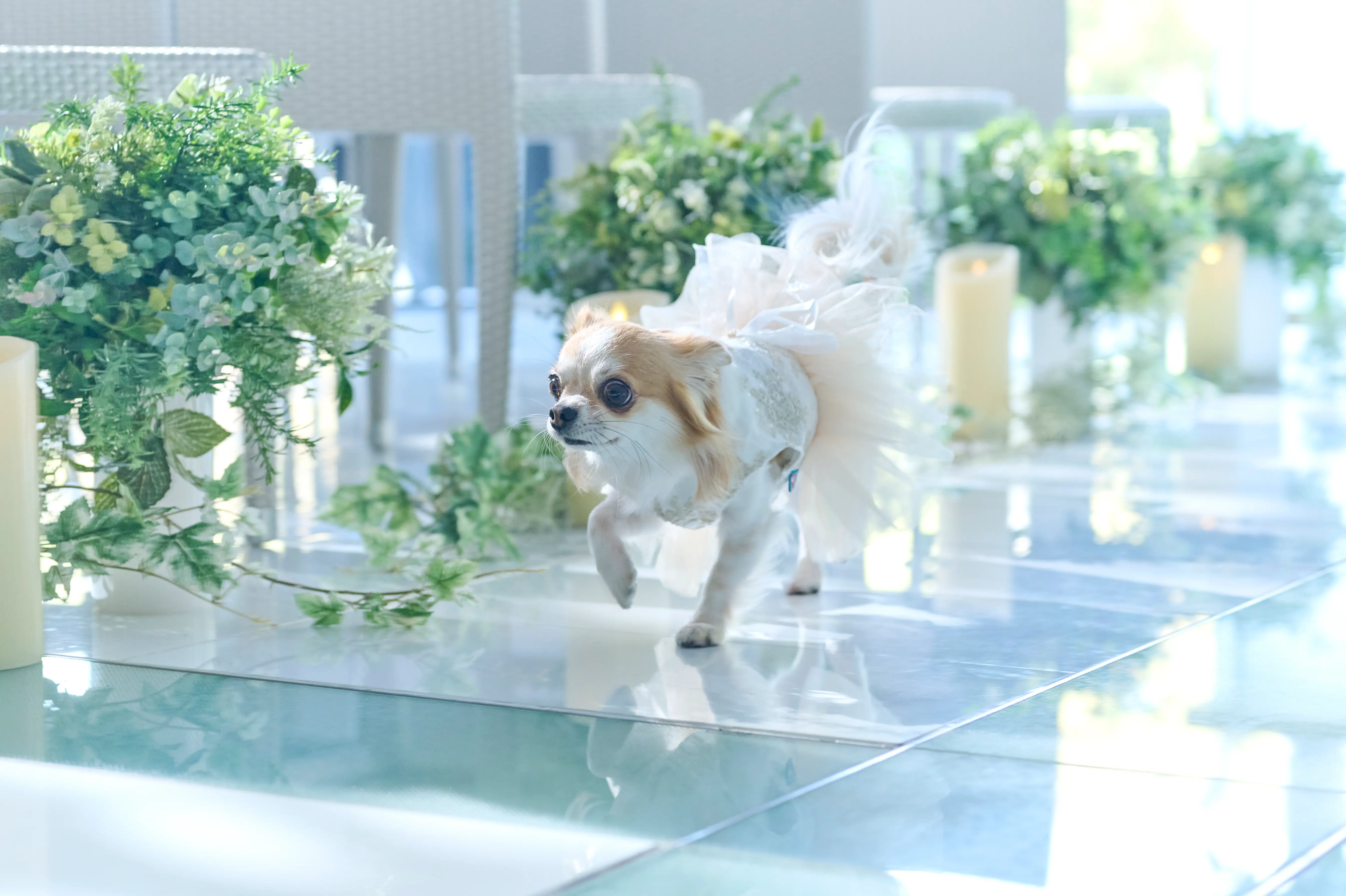 【愛犬と叶えるウエディング】ペットシッターサービス付だから安心！！人気のリングドック演出も◎