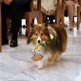 ペットも家族！ハッピーな時間を一緒に過ごす【ペット婚】プラン