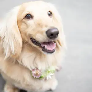 【40名／挙式＋披露宴】愛犬も♪ペット婚＜最大60万円優待＞