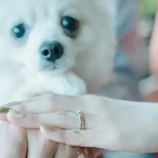 【最大80万円ご優待】2026年も適用OK◆ペット婚プラン