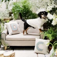 ペット専用ソファでフォトジェニックな写真が可能♪