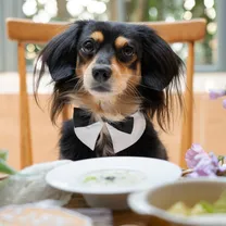 ペット婚5大優待◆大聖堂貸切◆ワンちゃん料理付♪豪華試食