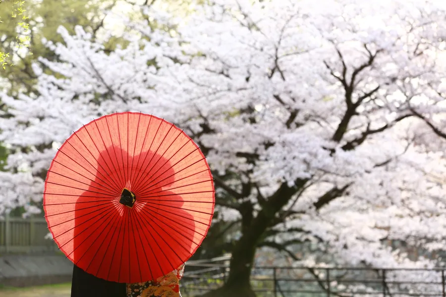 和装 ロケーション 桜 観光地 黒紋付袴 色打掛 番傘