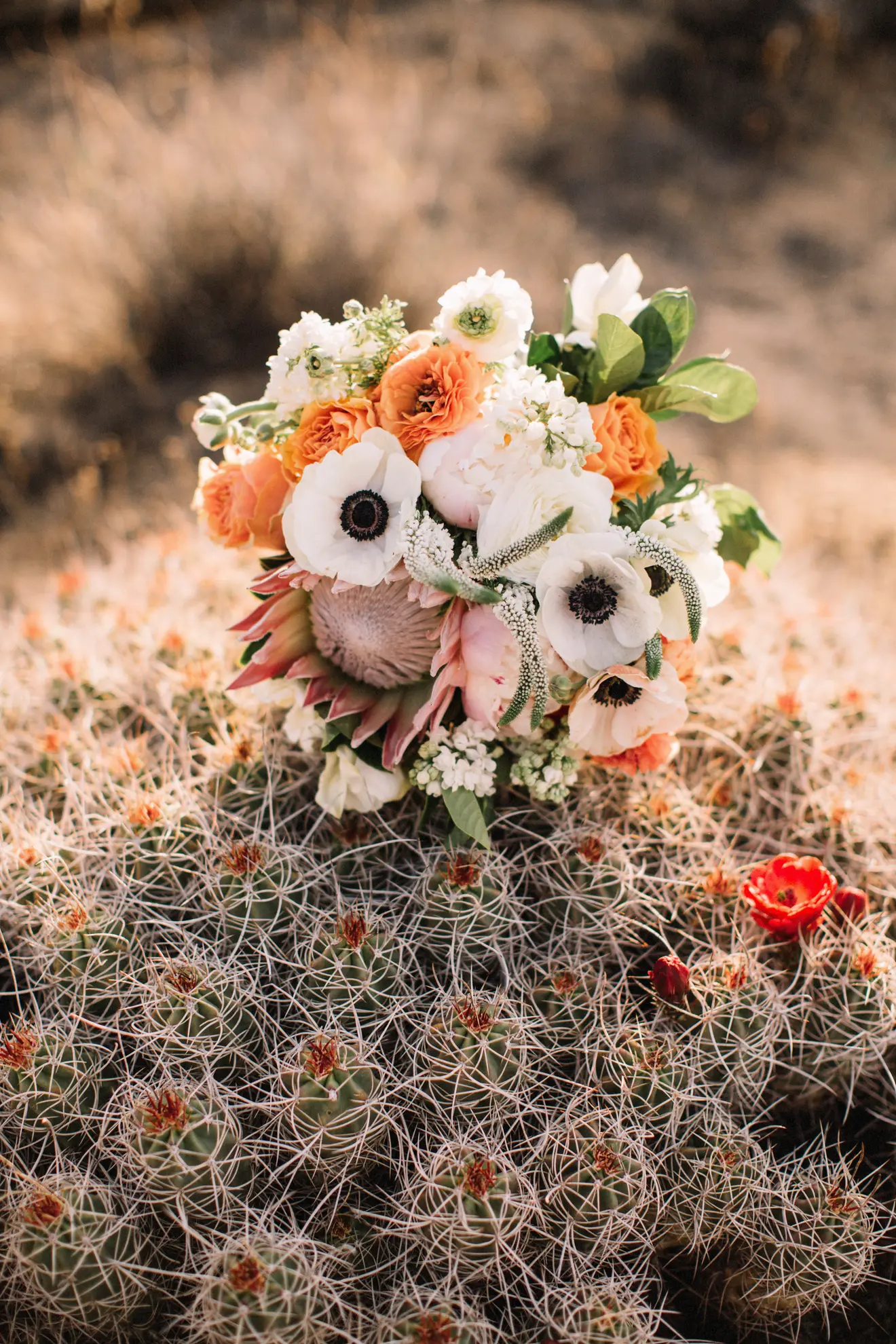 Joshua Tree Elopement - ジョシュアツリー国立公園の結婚式レポ