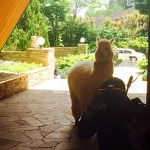 アルパカが挙式後にお出迎え