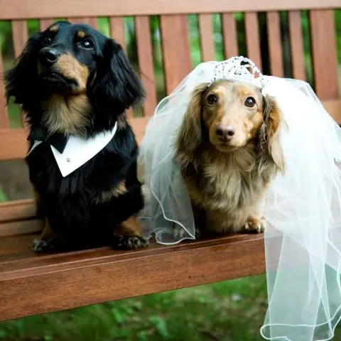 11 6 土 10 00 19 00 愛犬と一緒のウエディングを叶えたいふたり向け イメージが膨らむ 相談フェア 星野リゾート リゾナーレ八ヶ岳 ホシノリゾート リゾナーレヤツガタケ みんなのウェディング