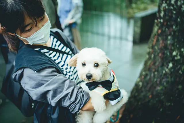 おふたりの愛犬のぷぅすけくん。