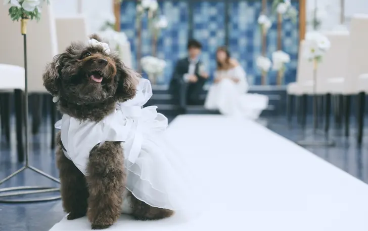 打ち合わせにも参加OK！全プランナーがペットシッターの研修を受けているから安心！