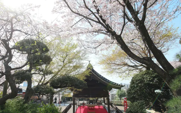 自然に囲まれ開放的な境内で執り行う婚儀の式を通して大切な人との絆を深める神前式に