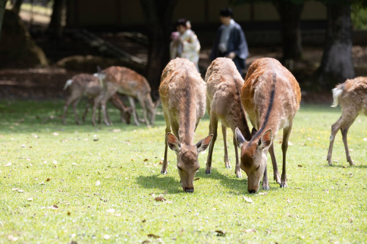 KOTOWA 奈良公園 Premium View