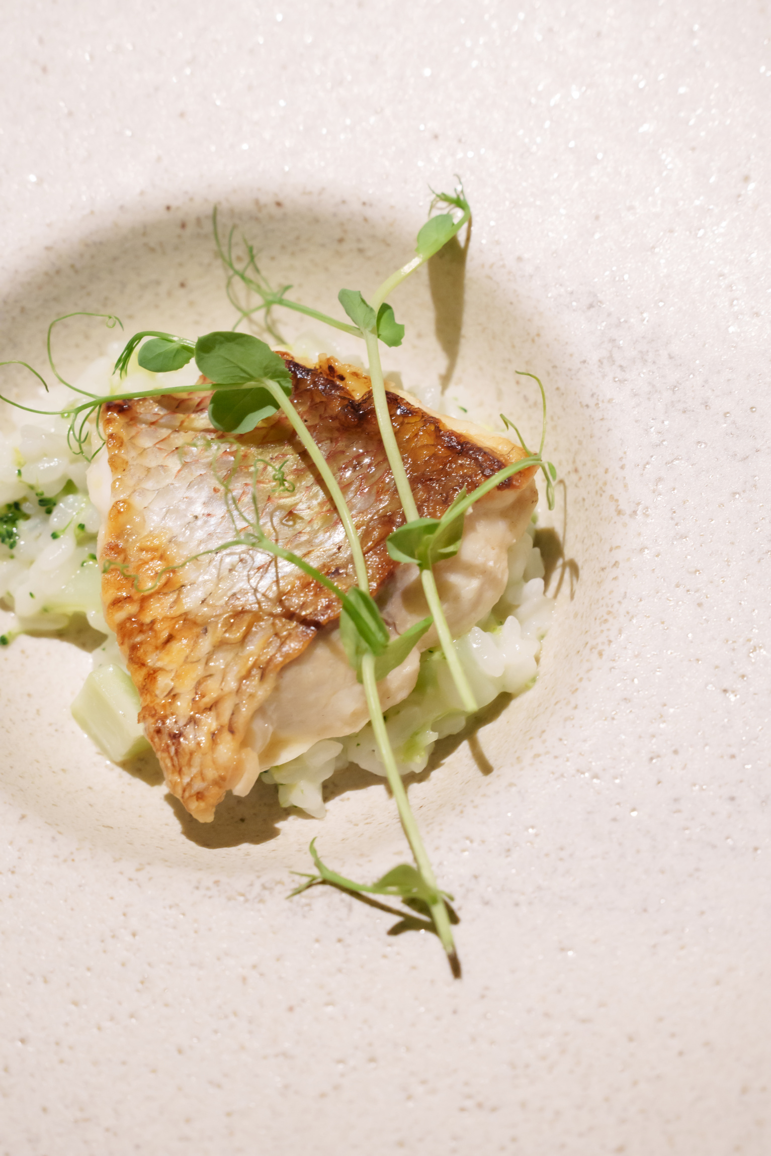 グリリアパージナ