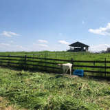 ヤギがいます！