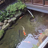 入口はいってすぐ鯉がいます