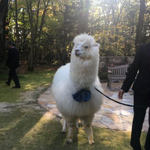 アルパカがリングを運んでくれます