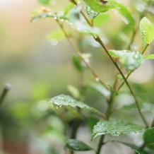 雨でも幸せな結婚式でした
