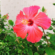 会場にはハイビスカスが咲いています