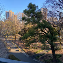 屋上からの公園です。