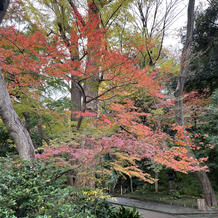 庭の紅葉