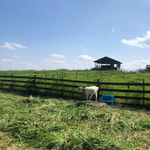 ヤギがいます！