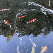 庭の立派な鯉