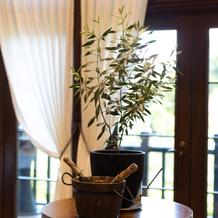 植樹セレモニーで使用したオリーブの木