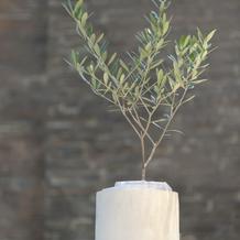 チャペルにオリーブの木