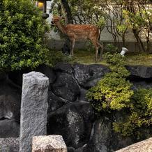 敷地内にいた鹿です。